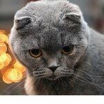 Наташа Баширова